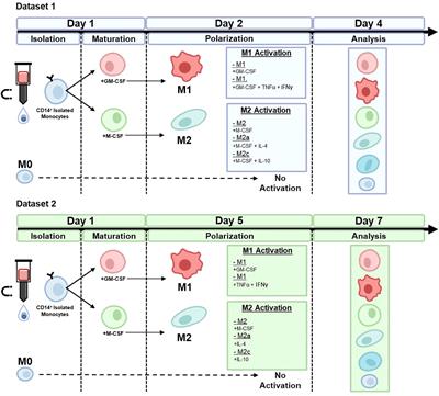 Prediction of six macrophage phenotypes and their IL-10 content based on single-cell morphology using artificial intelligence